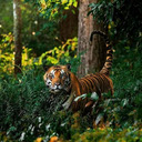 tiger wallpaper  screen for extension Chrome web store in OffiDocs Chromium