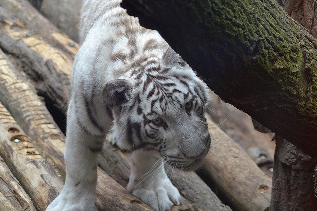 Free download Tiger White Zoo -  free photo or picture to be edited with GIMP online image editor