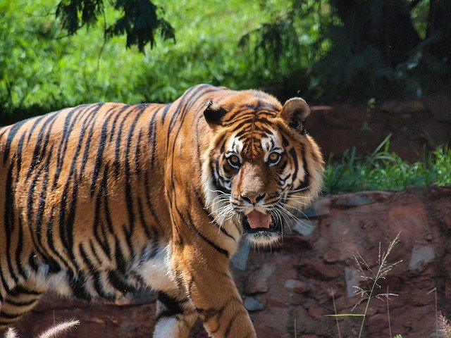 ดาวน์โหลดฟรี Tiger Wild - ภาพถ่ายหรือรูปภาพฟรีที่จะแก้ไขด้วยโปรแกรมแก้ไขรูปภาพออนไลน์ GIMP