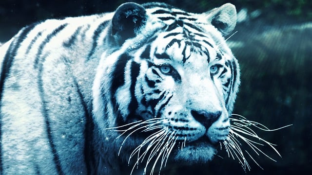 Free download tiger wild cat animal winter white free picture to be edited with GIMP free online image editor