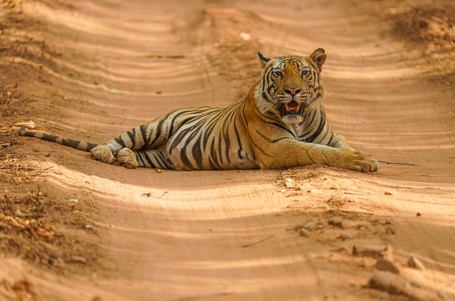 Free download tiger wildlife animal wood free picture to be edited with GIMP free online image editor