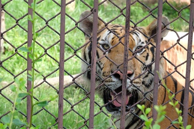 Безкоштовно завантажте Tiger Zoo - безкоштовне фото або зображення для редагування за допомогою онлайн-редактора зображень GIMP