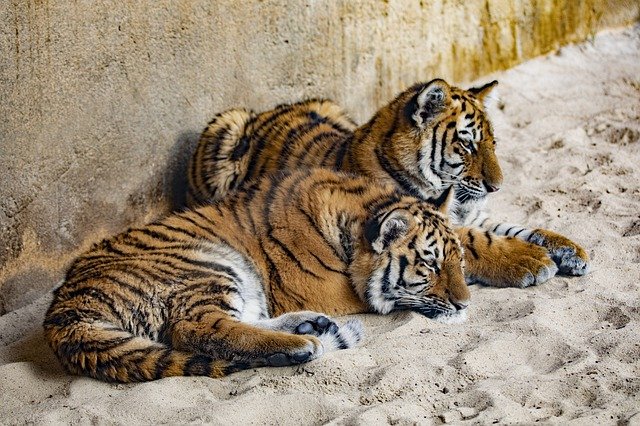 Free graphic tiger zoo 2 of 3 siblings cub to be edited by GIMP free image editor by OffiDocs