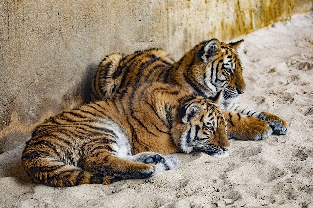 Descărcare gratuită tiger zoo 2 din 3 frați cub poza gratuită pentru a fi editată cu editorul de imagini online gratuit GIMP