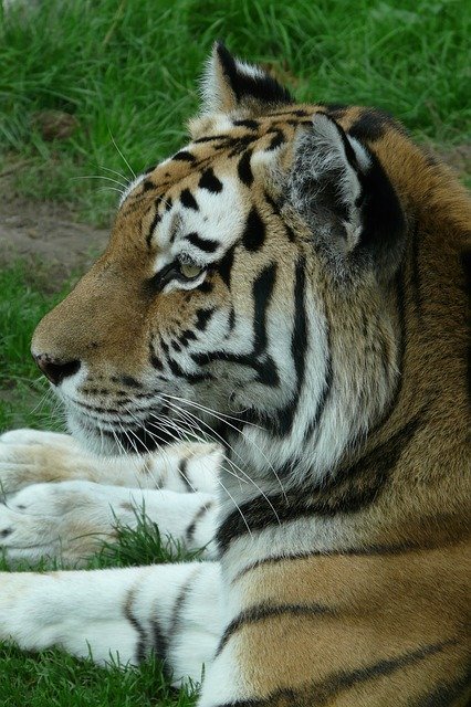Template Photo Tiger Zoo Animal -  for OffiDocs