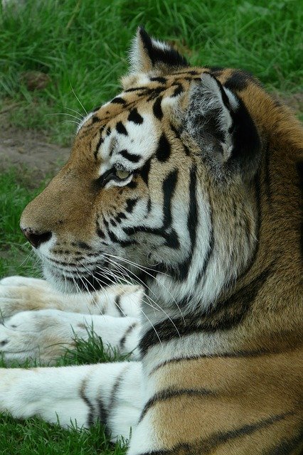 Безкоштовно завантажте Tiger Zoo Animal - безкоштовну фотографію або малюнок для редагування в онлайн-редакторі зображень GIMP