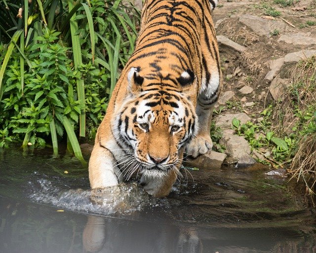 הורדה חינם Tiger Zoo Big Cat - תמונה או תמונה בחינם לעריכה עם עורך התמונות המקוון GIMP