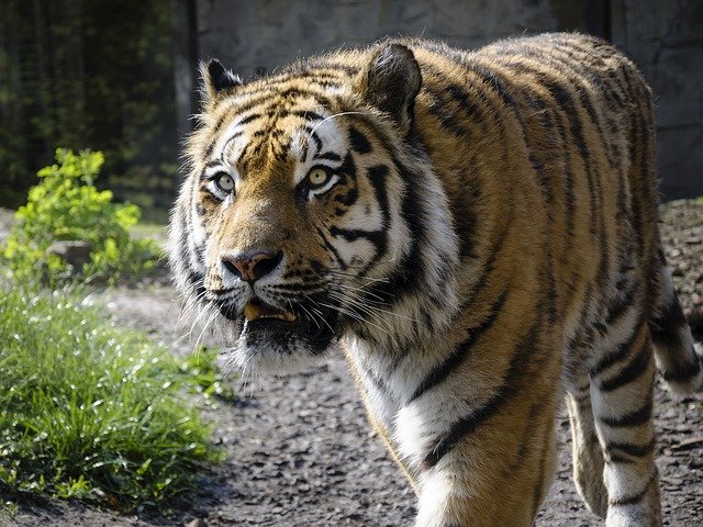 הורדה חינם Tiger Zoo Predator Animal - תמונה או תמונה בחינם לעריכה עם עורך התמונות המקוון GIMP