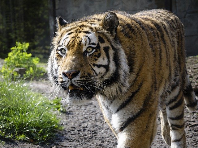 Kostenloser Download Tiger Zoo Predator Animal - kostenloses Foto oder Bild zur Bearbeitung mit GIMP Online-Bildbearbeitung