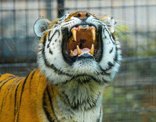 Unduh gratis Tiger Zoo Wild - foto atau gambar gratis untuk diedit dengan editor gambar online GIMP