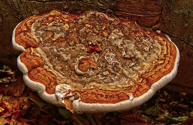 Download gratuito di Tinder Tree Fungus Mushroom: foto o immagine gratuita da modificare con l'editor di immagini online GIMP
