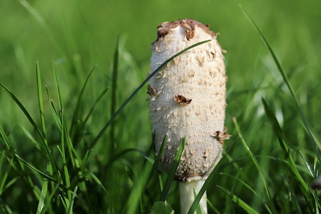 Free download tintling mushroom schopftintling free picture to be edited with GIMP free online image editor