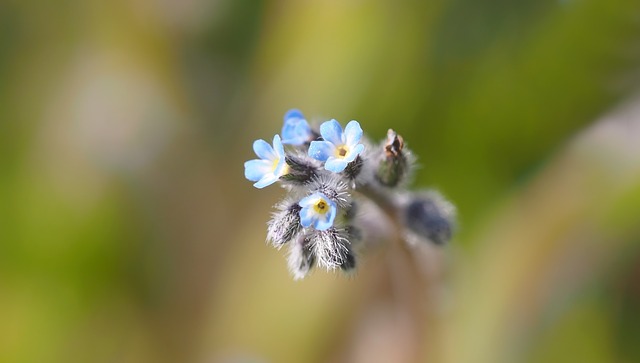 Free download tiny flowers 2 3 mm free picture to be edited with GIMP free online image editor
