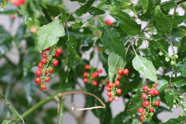 Free download Tiny Red Pearl Forest Fruit Green -  free photo or picture to be edited with GIMP online image editor