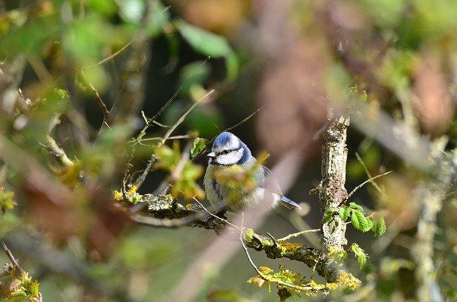 Free download Tit Bird -  free photo or picture to be edited with GIMP online image editor