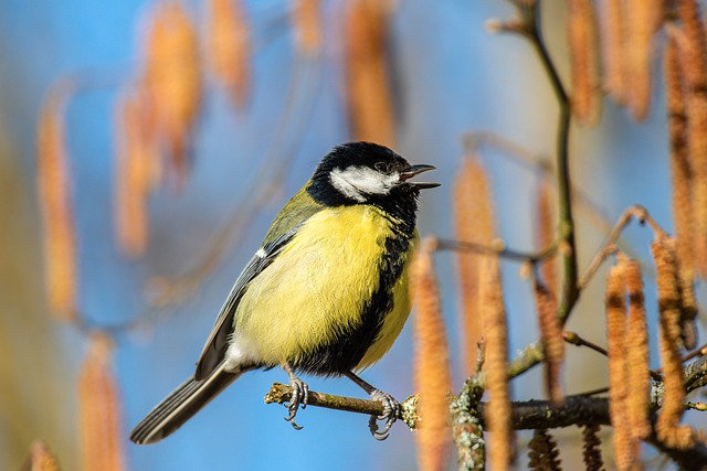 Free download tit bird animal nature ornithology free picture to be edited with GIMP free online image editor