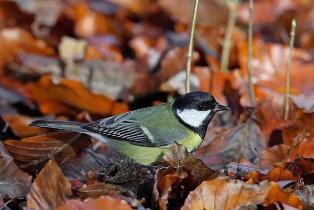 Free download tit bird animal wildlife plumage free picture to be edited with GIMP free online image editor