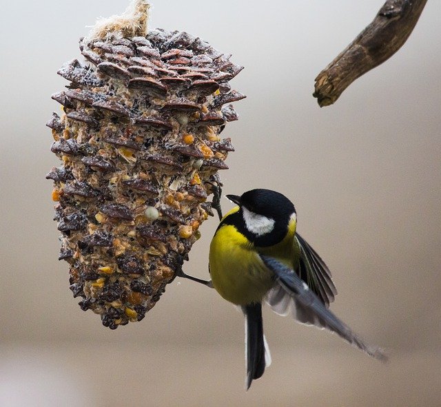 Free download Tit Bird Close Up -  free free photo or picture to be edited with GIMP online image editor