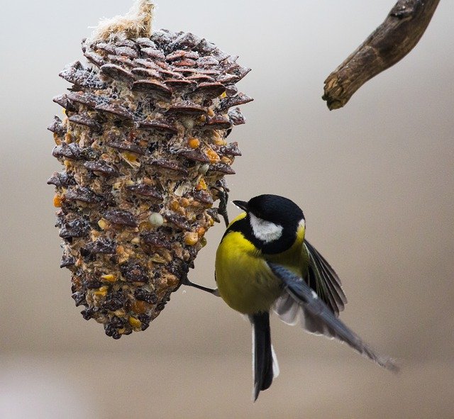 Bezpłatne pobieranie Tit Bird Close Up - bezpłatne zdjęcie lub obraz do edycji za pomocą internetowego edytora obrazów GIMP