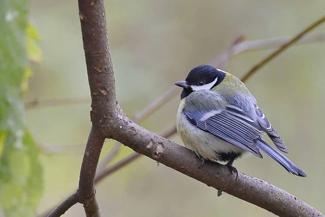 Бесплатно скачать синица оперение птицы перья сидит бесплатное изображение для редактирования в GIMP бесплатный онлайн-редактор изображений