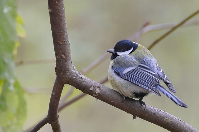 دانلود رایگان تصویر رایگان پرهای پرنده tit tit برای ویرایش با ویرایشگر تصویر آنلاین رایگان GIMP