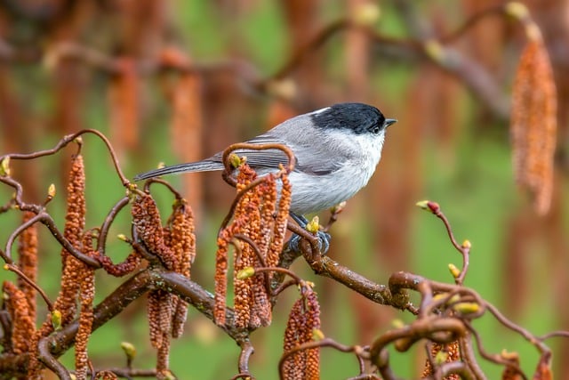 Free download tit bird songbird ornithology free picture to be edited with GIMP free online image editor