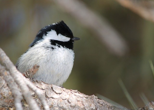 Téléchargement gratuit Tit Bird Songbird Small - photo ou image gratuite à éditer avec l'éditeur d'images en ligne GIMP