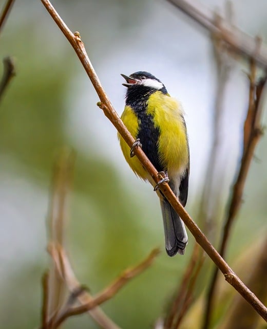 Free download tit bird songbird wildlife free picture to be edited with GIMP free online image editor