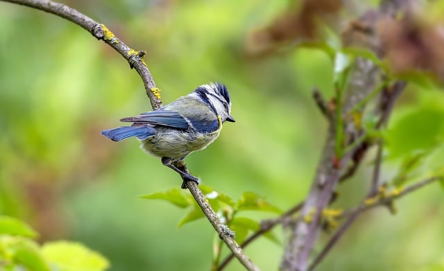 Free download tit great tit blue tit bird nature free picture to be edited with GIMP free online image editor