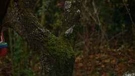 Free download Tit Green Blue -  free video to be edited with OpenShot online video editor