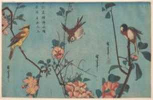 Free download Titmouse and Camellias (right), Sparrow and Wild Roses (center), and Black-naped Oriole and Cherry Blossoms (left) free photo or picture to be edited with GIMP online image editor
