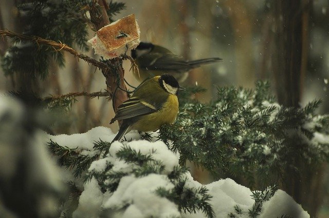 Titmouse tits Tree 무료 다운로드 - 무료 사진 또는 GIMP 온라인 이미지 편집기로 편집할 사진