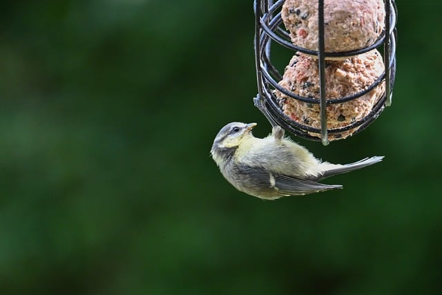 Free download tit nature bird animal wildlife free picture to be edited with GIMP free online image editor