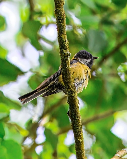 Free download tit songbird bird wildlife free picture to be edited with GIMP free online image editor