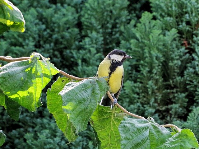 Muat turun percuma Tit Songbird Small Bird - foto atau gambar percuma untuk diedit dengan editor imej dalam talian GIMP