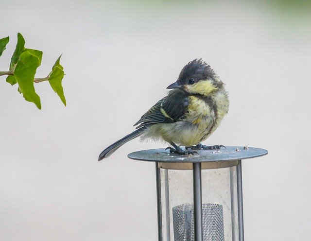 Free picture Tit Young Bird -  to be edited by GIMP free image editor by OffiDocs