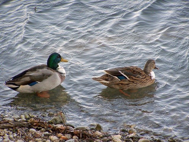 Free download Tőkésréce A Few Waterfowl -  free photo or picture to be edited with GIMP online image editor
