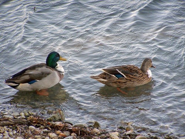 Kostenloser Download Tőkésréce A Few Waterfowl - kostenloses Foto oder Bild zur Bearbeitung mit GIMP Online-Bildbearbeitung