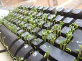 Free download tmp_23363-853px-Cress_keyboard-3_sprouting_other_side-221180541 free photo or picture to be edited with GIMP online image editor