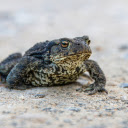 Toad  screen for extension Chrome web store in OffiDocs Chromium