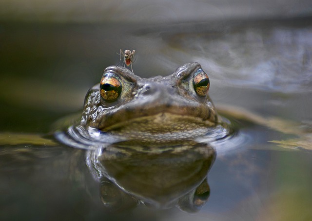 Free download toad amphibian frog the animal free picture to be edited with GIMP free online image editor