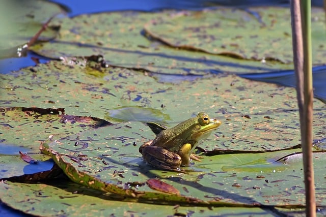 Free download toad amphibian pond free picture to be edited with GIMP free online image editor
