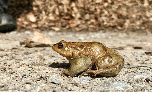 Free download Toad Amphibians Water -  free photo or picture to be edited with GIMP online image editor