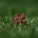 Toad and Green Grass  screen for extension Chrome web store in OffiDocs Chromium
