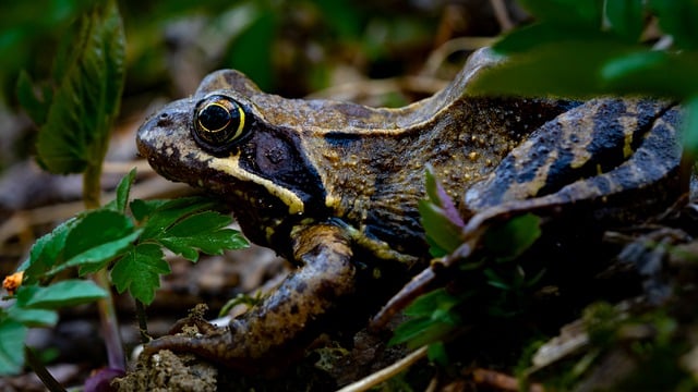 Free download toad frog animal amphibian nature free picture to be edited with GIMP free online image editor