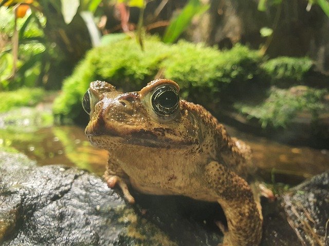 বিনামূল্যে ডাউনলোড করুন Toad Nature Autumn - বিনামূল্যে ছবি বা ছবি GIMP অনলাইন ইমেজ এডিটর দিয়ে সম্পাদনা করতে হবে