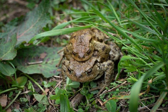 Descărcare gratuită Toads Mating Frogs - fotografie sau imagini gratuite pentru a fi editate cu editorul de imagini online GIMP