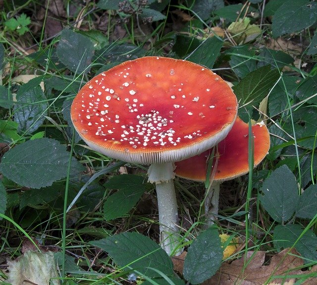 Free download Toadstool Fly Agaric Mushroom -  free photo or picture to be edited with GIMP online image editor