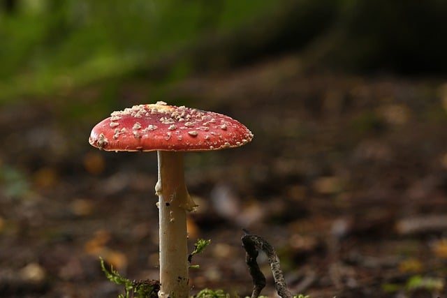 Free download toadstool forest floor poisonous free picture to be edited with GIMP free online image editor