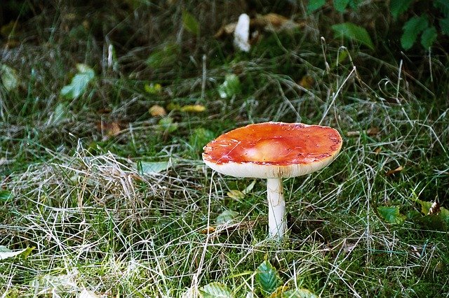 Template Photo Toadstool Fungi Mushroom -  for OffiDocs